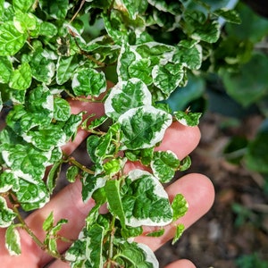 Ficus pumila variegated [cutting]