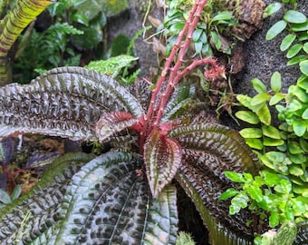 SEED/ Triolena pustulata *SEED* (1 FRUIT = 100-200 seeds) rare terrarium tropical