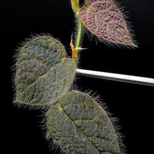 Ficus villosa [cutting]