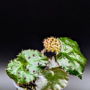 Begonia melanobullata [non-exact]