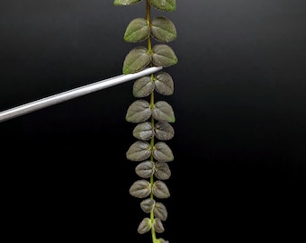 Columnea gloriosa [cutting]