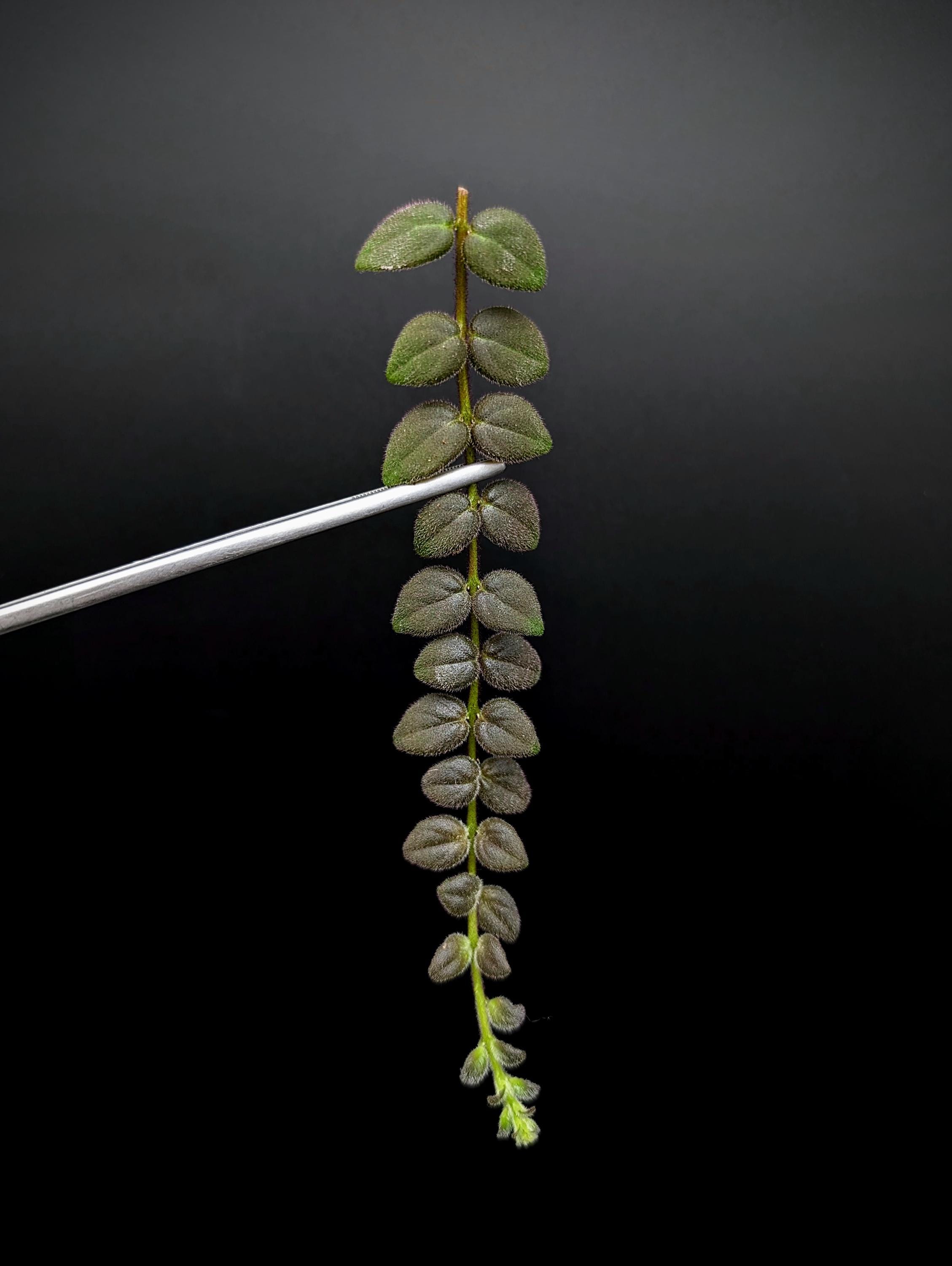 Columnea gloriosa [cutting]