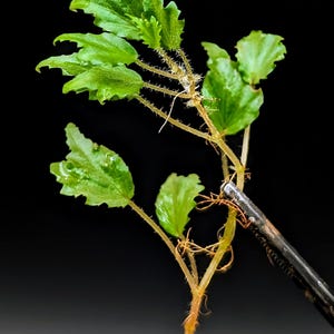 Begonia prismatocarpa [cutting]