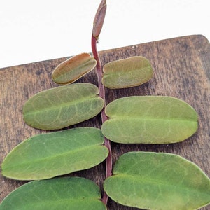 Marcgravia sintenisii 10-leaf cutting image 2