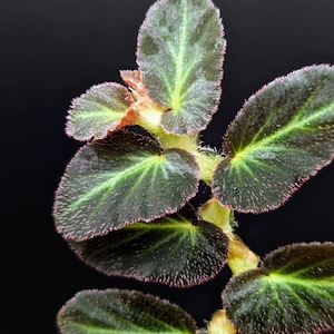 Begonia thelmae [cutting] (Thelma)