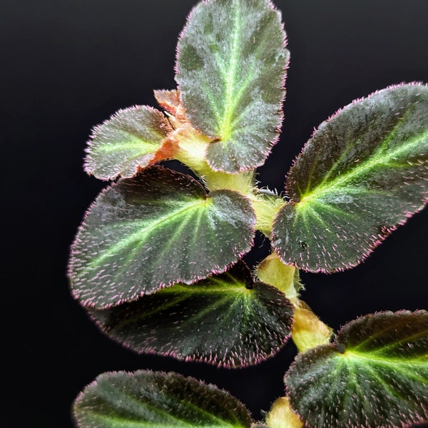 Begonia thelmae [cutting] (Thelma)