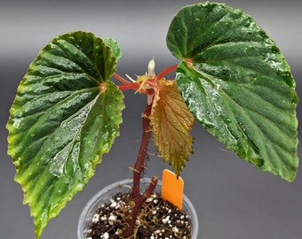 Begonia cf atricha [exact]