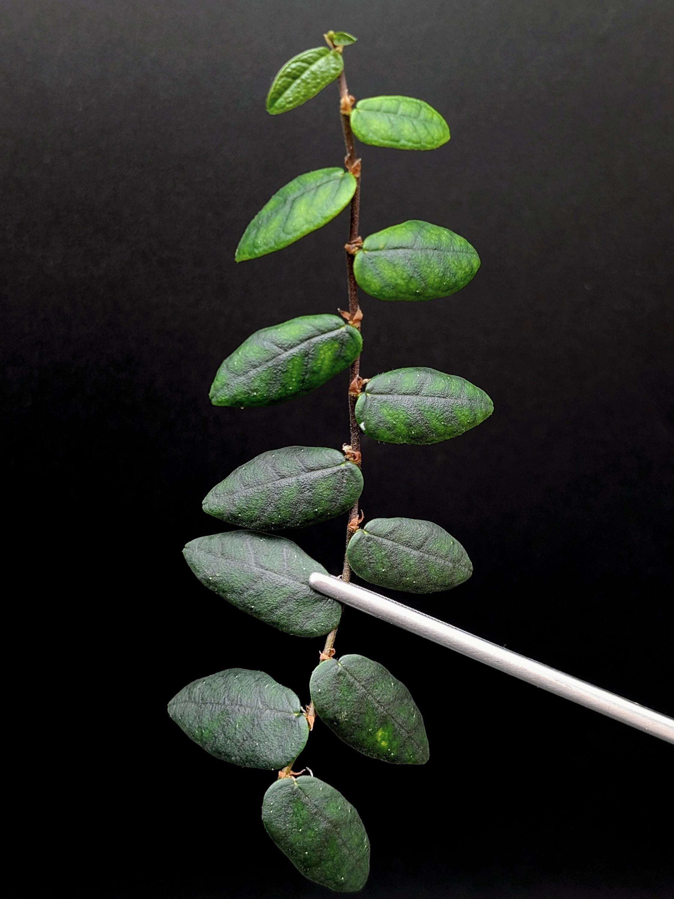 Ficus Sp. North Sumatra [cutting] - Etsy