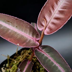 Labisia sp. red papua [non- exact]