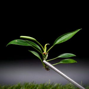 Philodendron cv. super-mini [cutting]