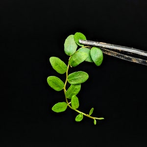Marcgravia sp. Suriname [budget]