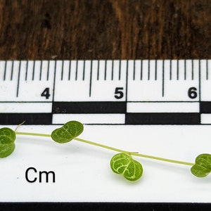 Peperomia emarginella [cutting]