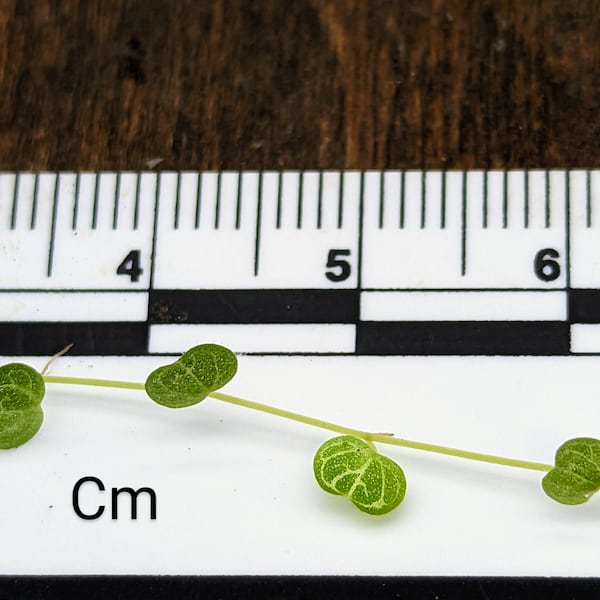 Peperomia emarginella [cutting]