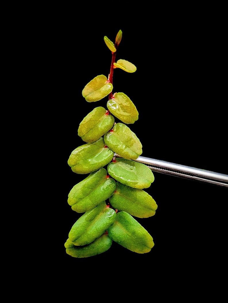 SunshineStateFoliage Marcgravia sp.