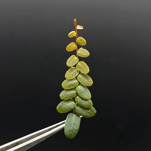 Marcgravia sp. mini límon (limon) [12-leaf cutting]