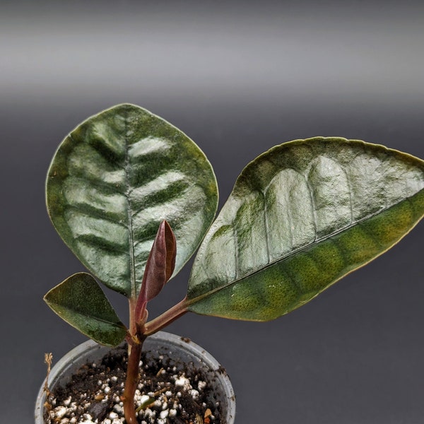 Ardisia sp. round leaf [non-exact]