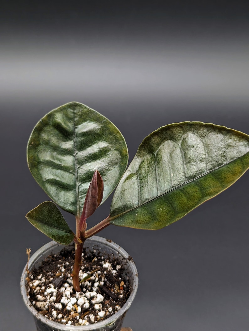 Ardisia sp. round leaf non-exact image 1