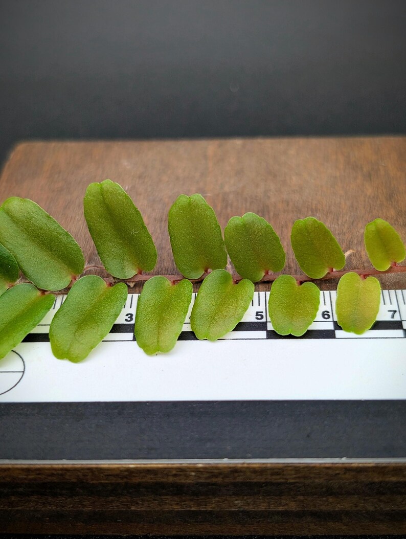 SunshineStateFoliage Marcgravia sp. - Thumbnail 4