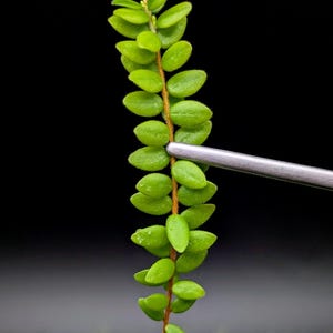 May include: A close-up of a plant stem with small, oval, bright green leaves. The stem is a reddish-brown color. A pair of silver tweezers holds the stem against a black background. The plant is a vibrant green color.