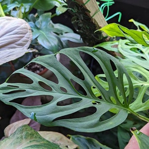 Monstera adansonii ssp laniata [cutting]