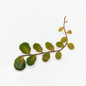 Marcgravia sp. small round [10 leaf cutting]