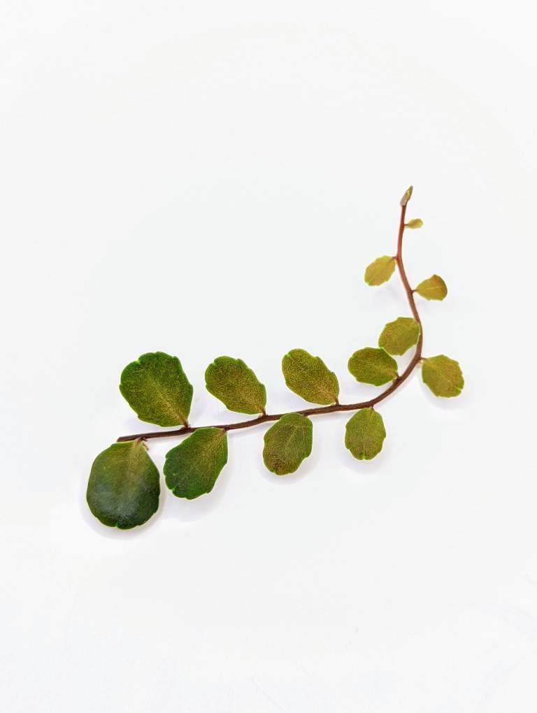 Marcgravia sp. small round [10 leaf cutting]