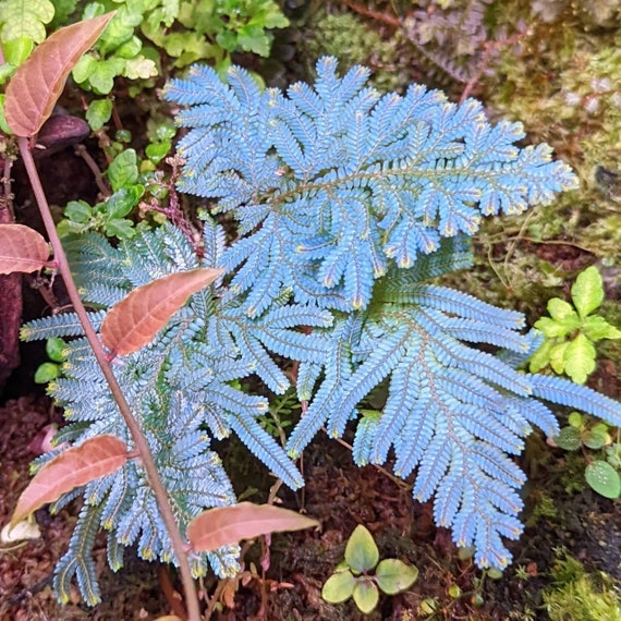 Selaginella Willdenowii [cutting] - Etsy