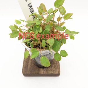 Begonia vankerckhovenii cutting image 6