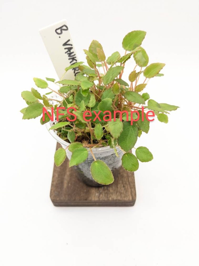 Begonia vankerckhovenii cutting image 6