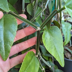 Currently leafless) Cissus quadrangularis [cutting]