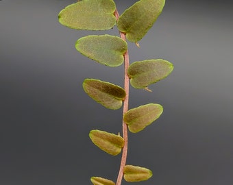 Marcgravia sp. Saint Lucia [10-leaf cutting]