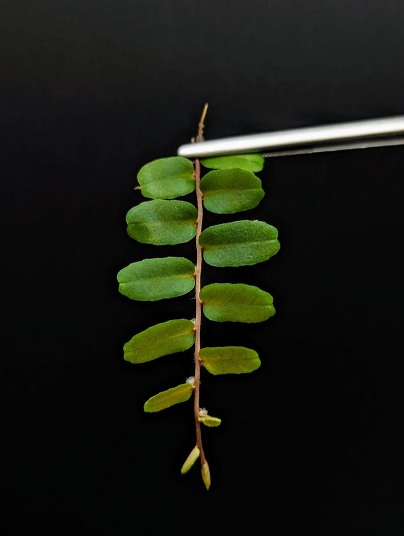 SunshineStateFoliage Marcgravia sp. - Thumbnail 3