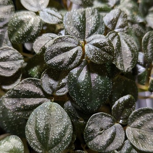 Peperomia antoniana [cutting]