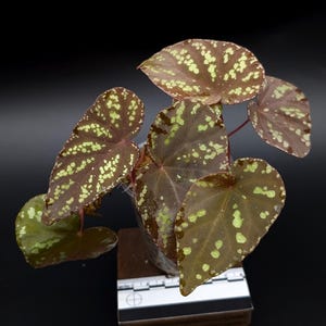 Begonia variabilis type B [non-exact]