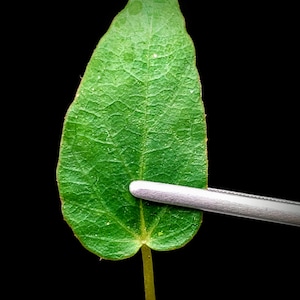 Begonia U575 [non-exact]