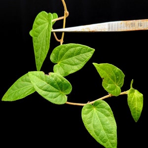 Piper ribesioides (sp. South Sumatra)[cutting]