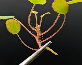 Begonia vankerckhovenii [cutting]
