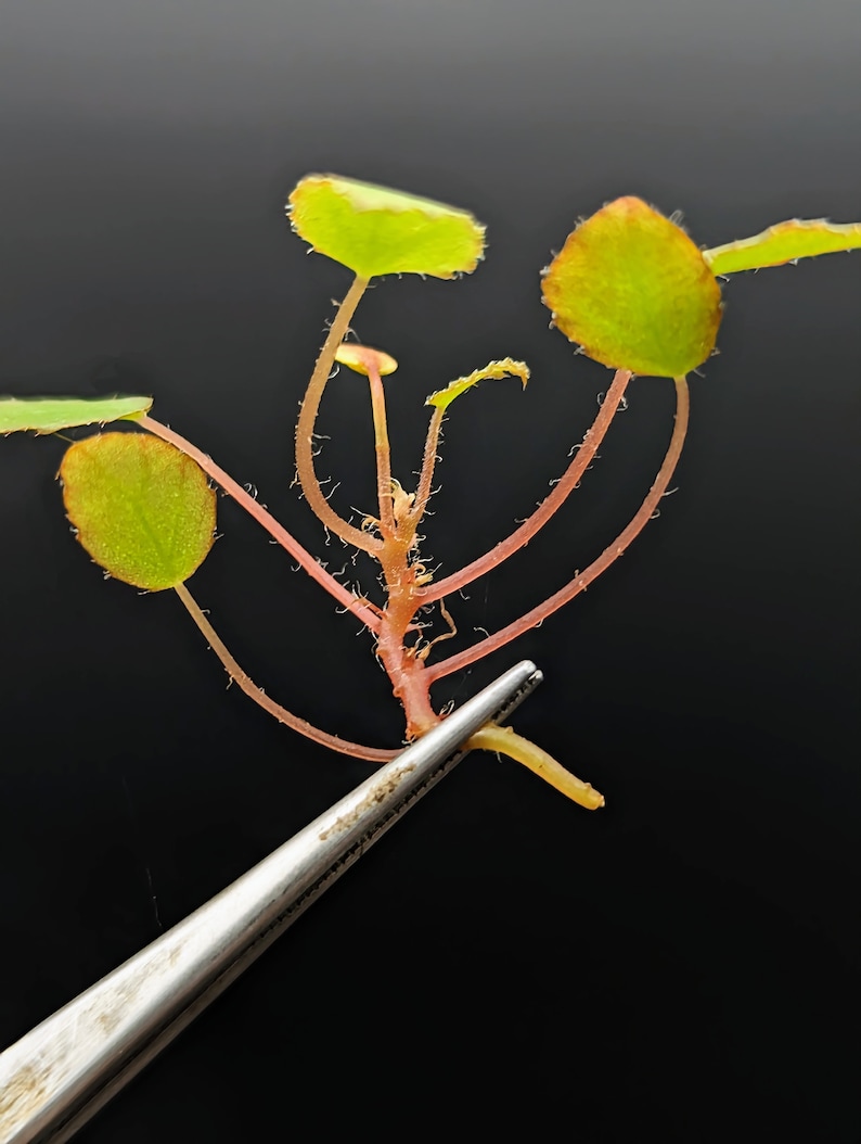 Begonia vankerckhovenii cutting image 1