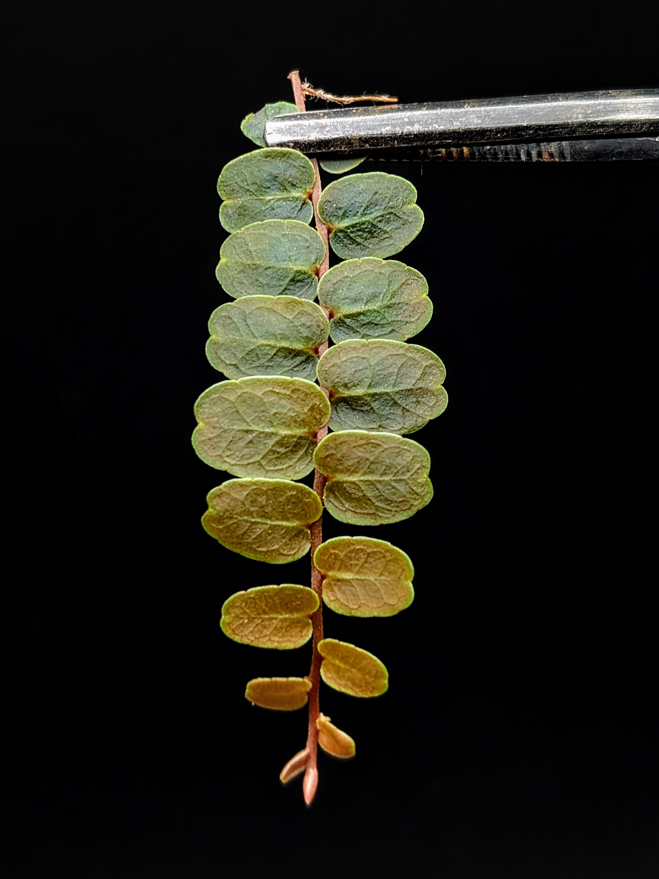 Marcgravia sp. Mendez [ten-leaf cutting]