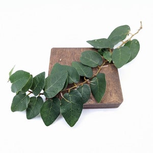 Ficus pumila semi-mature [cutting]