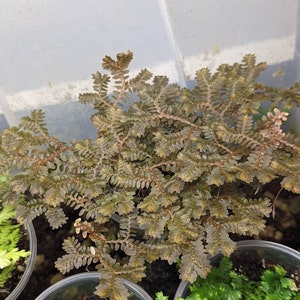 Selaginella cf articulata [corte]
