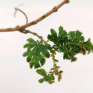 Selaginella wildenowii cutting image 2