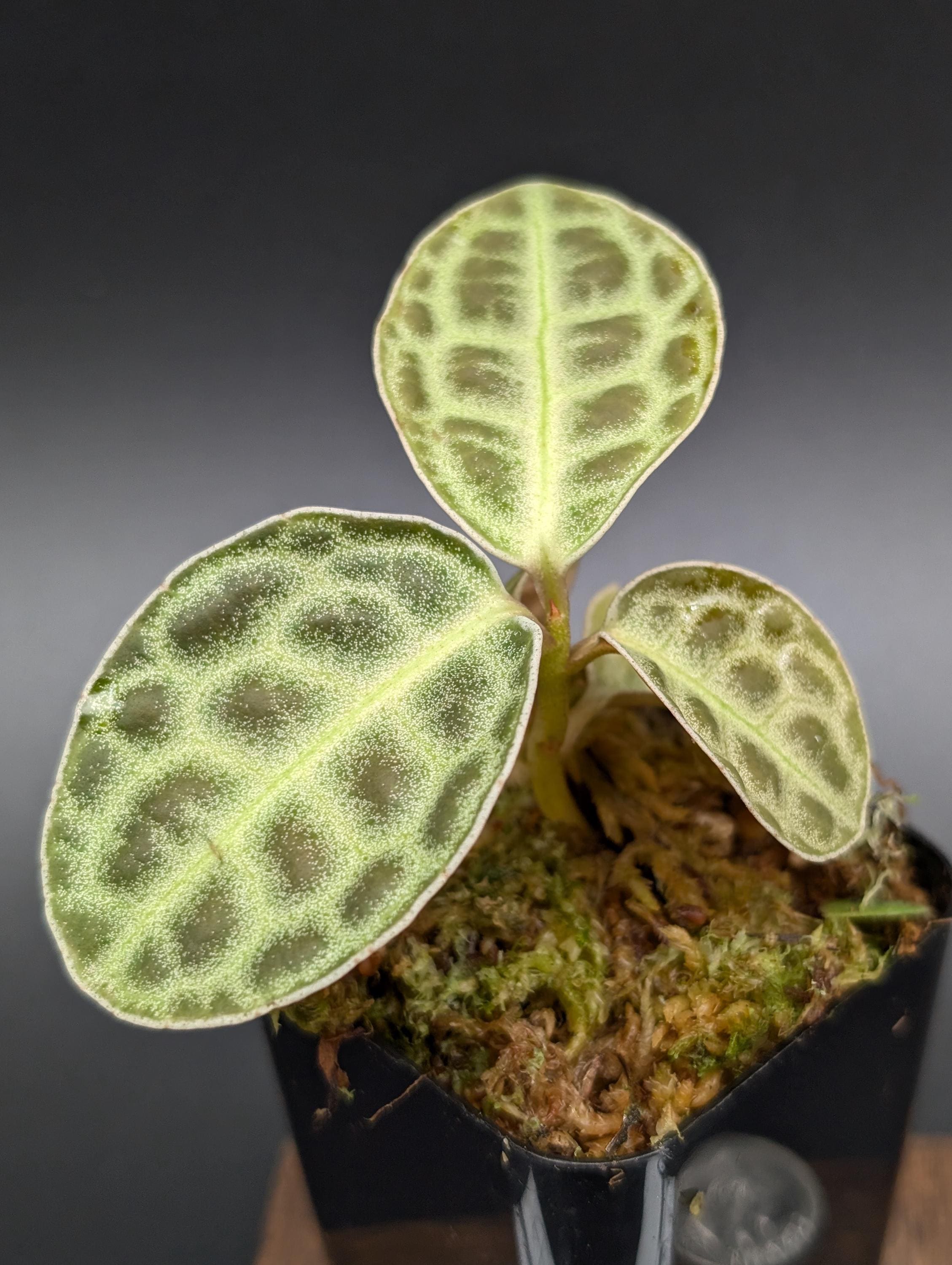 Labisia sp. turtleback [non-exact]