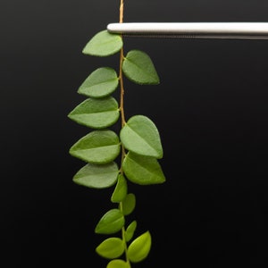Sphyrospermum buxifolium [cutting]