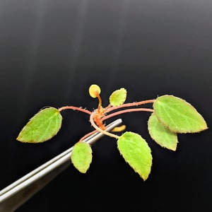 Begonia vankerckhovenii cutting image 2