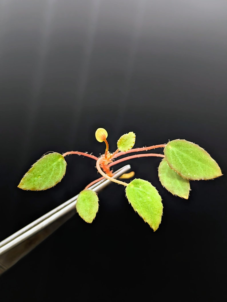 Begonia vankerckhovenii cutting image 2