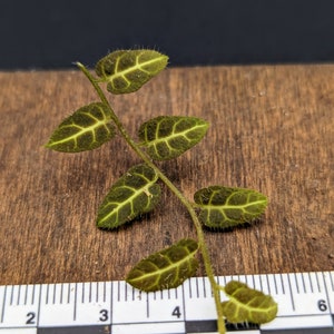 Solanum sp. Ecuador [cutting]