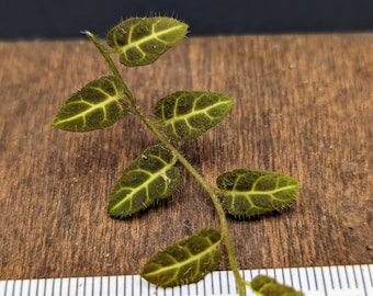 Solanum sp. Ecuador [cutting]