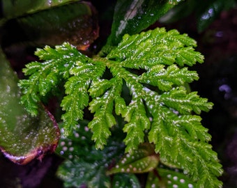 Selaginella hoffmannii [cutting] rare terrarium plant