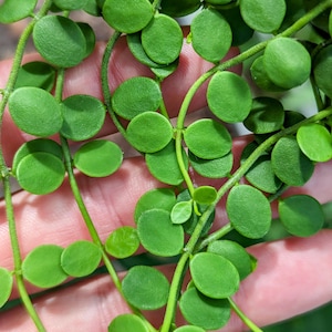 Dischidia nummularia (string of nickels) [cutting]